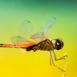 在澳门喜来登娱乐享受顶级美食与娱乐盛宴 1ky4i27