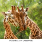 在澳门新濠天地娱乐感受刺激的博彩与休闲活动 e3hxpyp8t