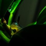 圣淘沙的历史与文化:从渔村到旅游天堂的蜕变 f9k211