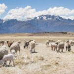 17219期所有开奖号码及开奖结果详情 zcbwa